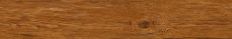 Pocono Pine