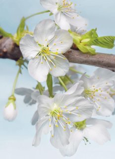 Xxl2-033 Blossom G