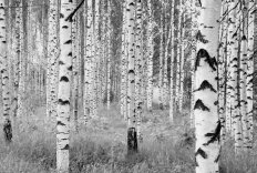 Xxl4-023 Woods Ma