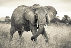 Xxl4-529 Elephant Ma